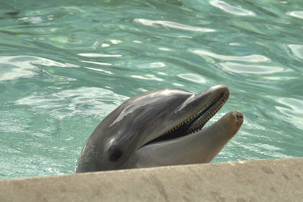 Hlazení delfína bylo splněním mého dětského snu